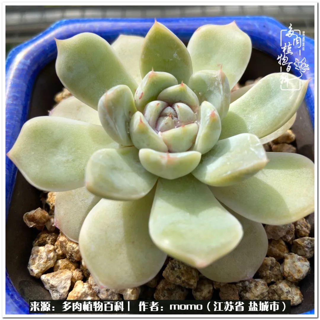 露养一个月的多肉图片,露养多肉春天外面过夜么