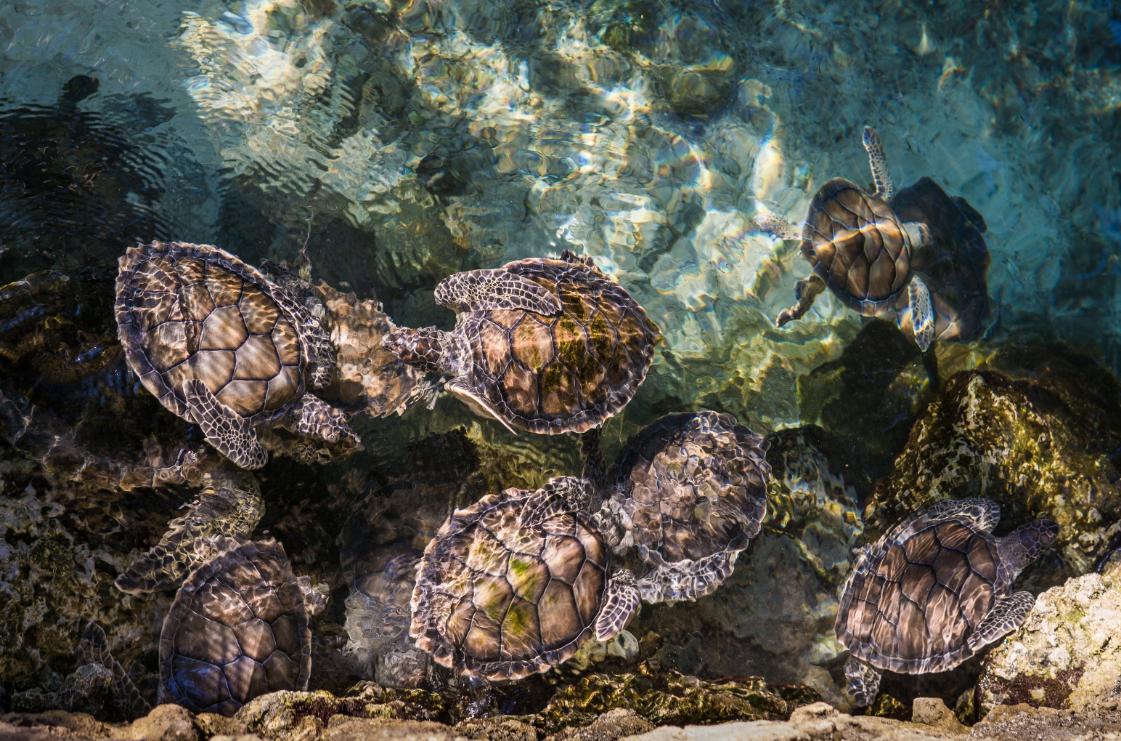 海龟适应陆地环境最根本的原因,海龟的颜色和生活习性还有天敌