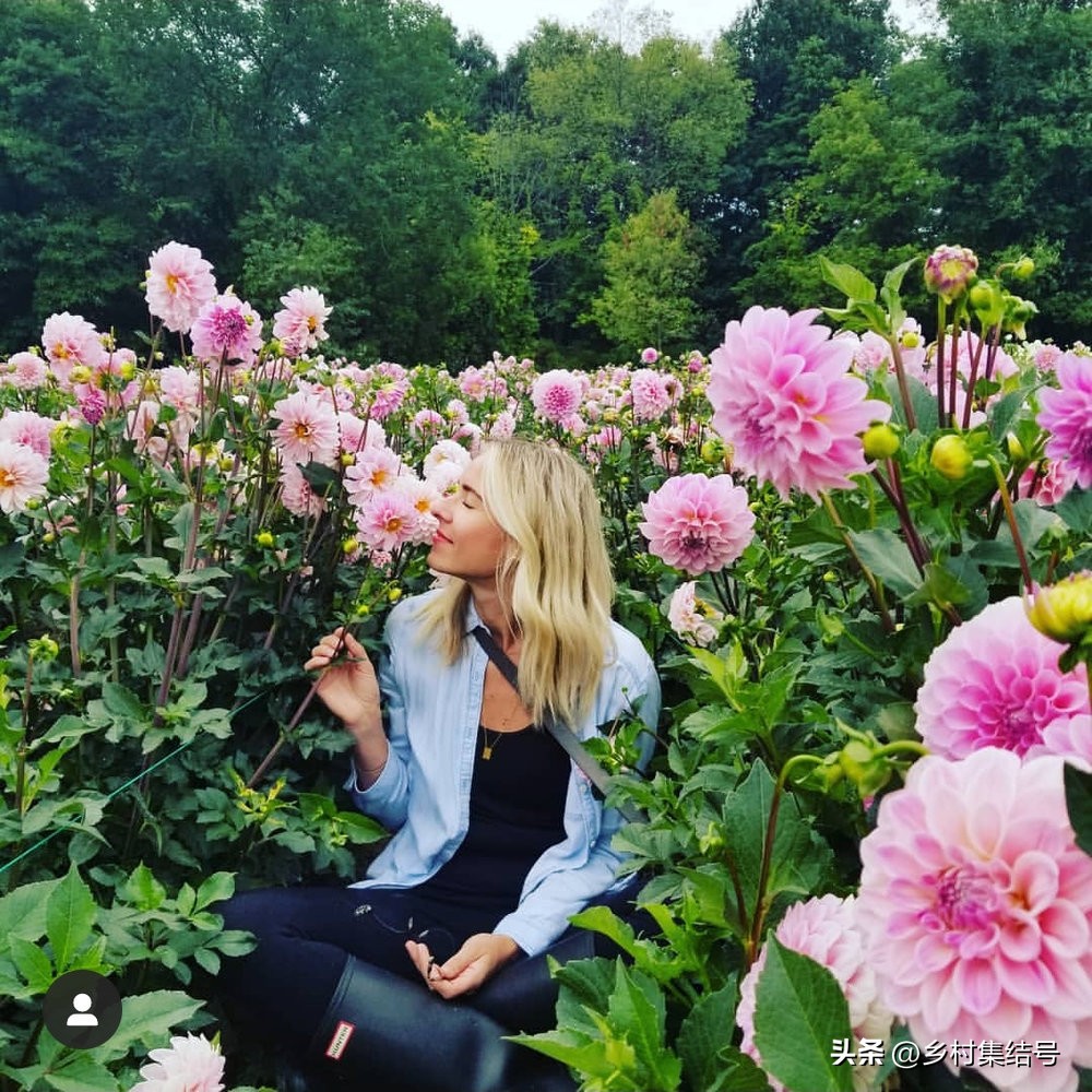 美国夏日梦幻农场：以大丽花为主题的鲜花园艺农场，如梦如画！