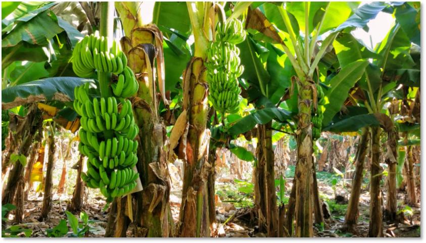 一根香蕉的奇幻旅程,一根香蕉的旅行