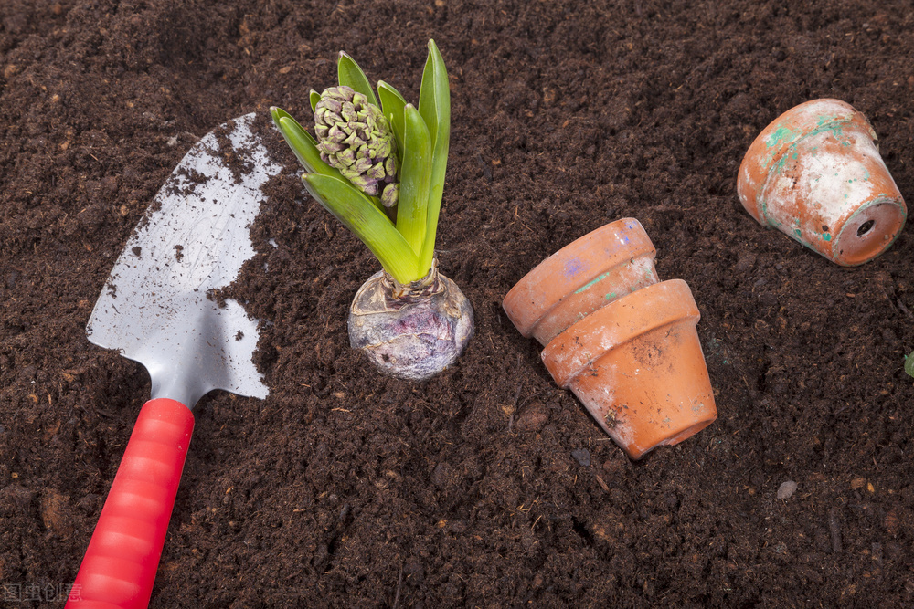 植物浇水见干见湿怎么判断,龟背竹浇水见干见湿还是干透浇透