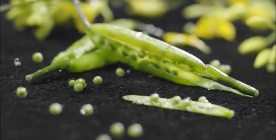 我们吃的芥末不是真正的芥末吗,芥末太辣了真的吗