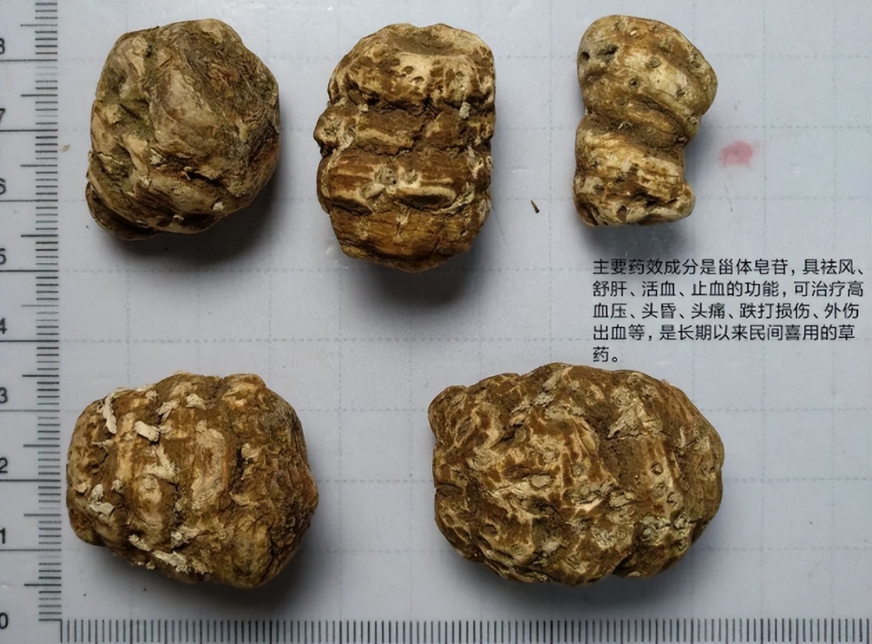 带你识别灵芝,重楼品种识别视频