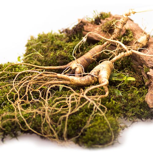 长白山挖参人发现160年老山参,长白山挖参故事