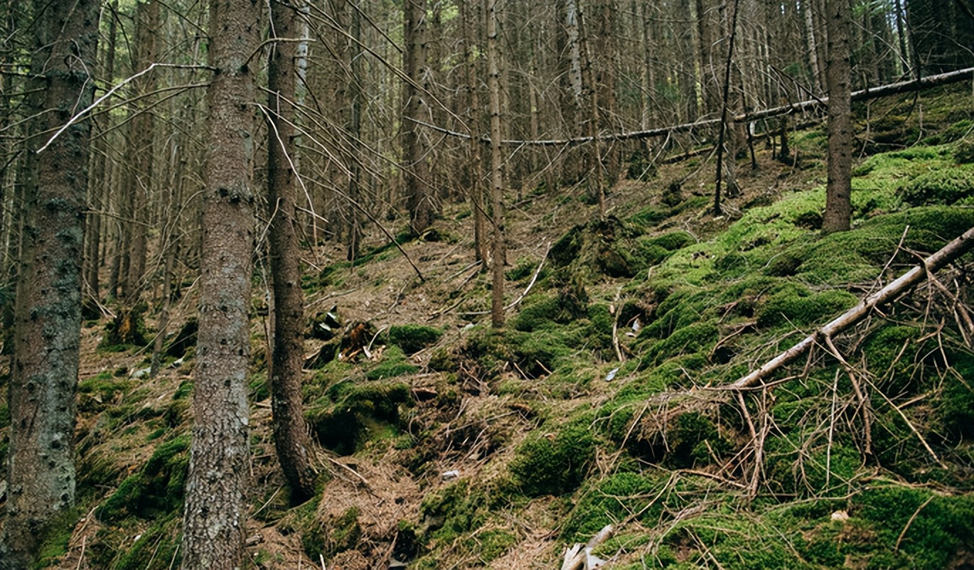 不列颠哥伦比亚省北方针叶林山松甲虫爆发后林分更新及发展轨迹
