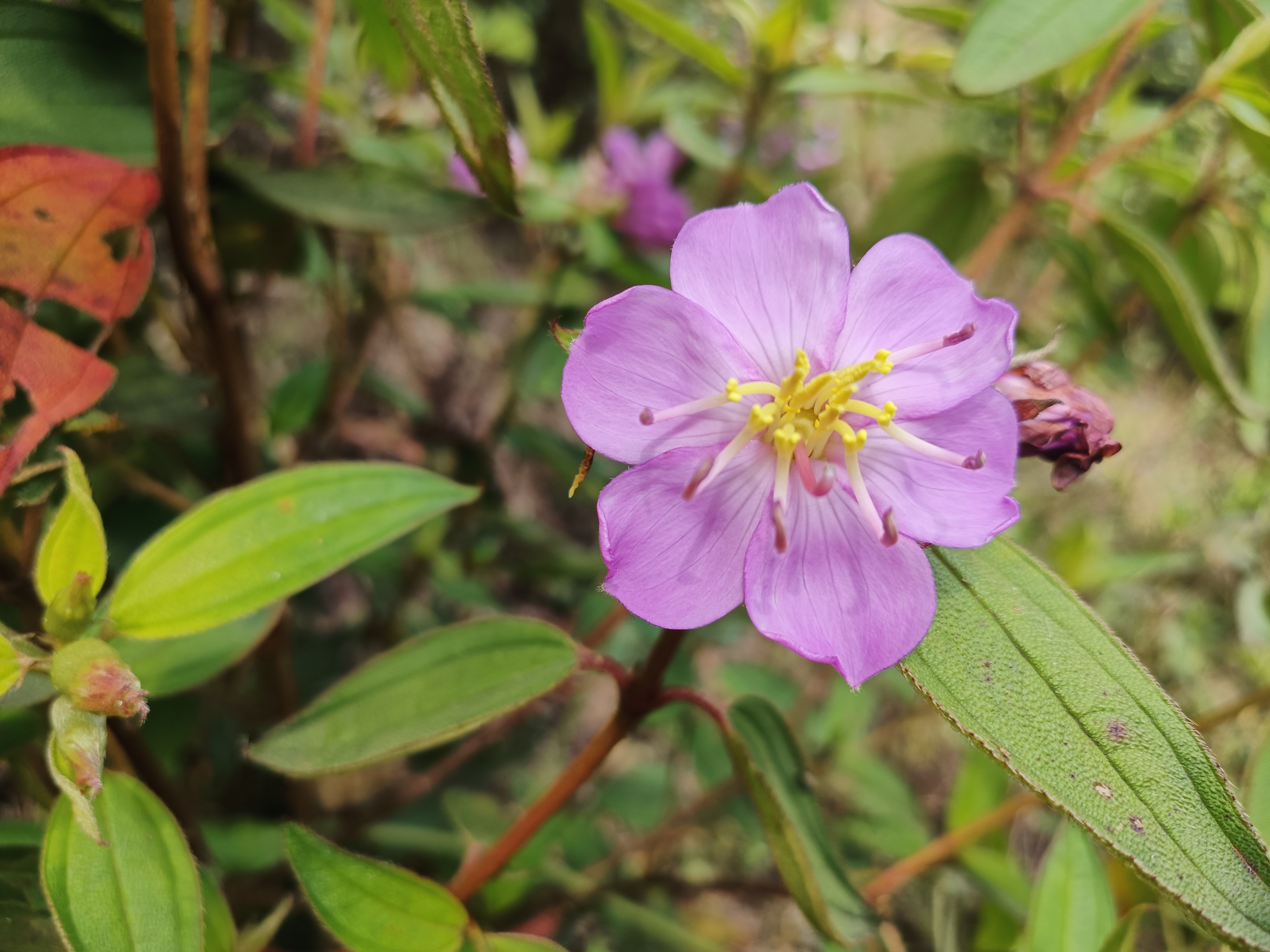 石老虎下山豹牙郎出没一片红