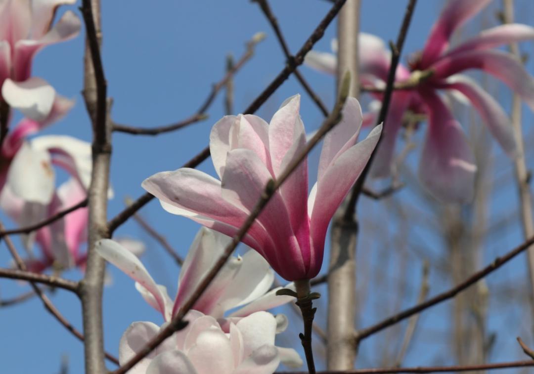 白玉兰为什么被评为上海市市花,中国国花上海市花白玉兰