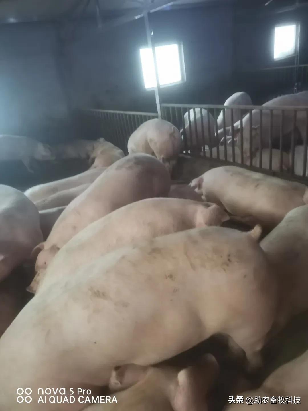 中草药发酵饲料快速养猪技巧,快速发酵养猪配方技术