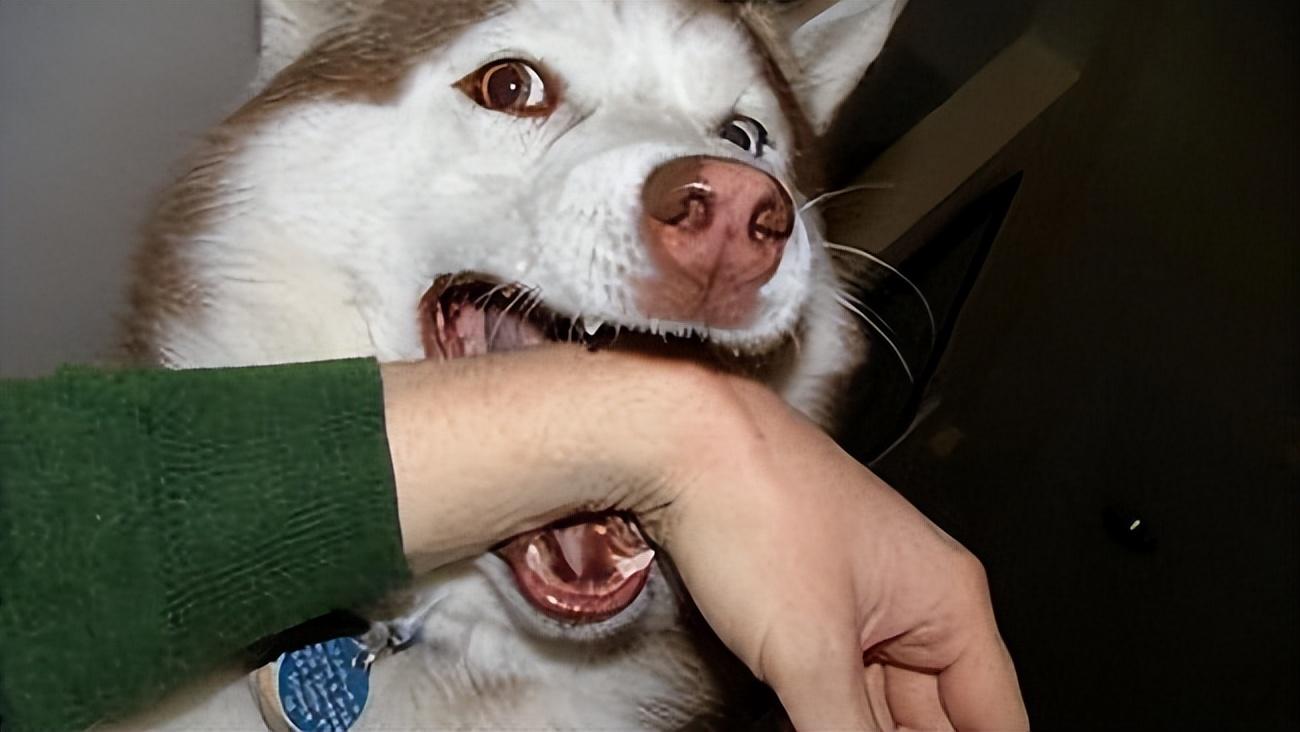 动物急救,动物急救视频大全