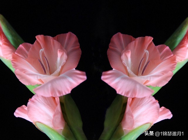 剑兰花最美图片,剑兰花的摄影图片