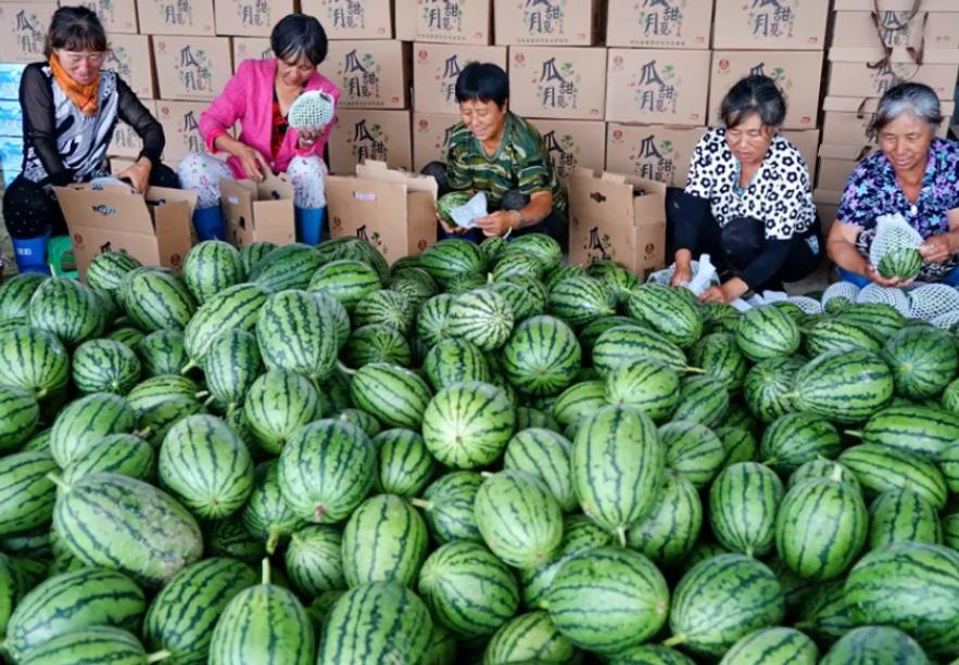 戈壁西瓜的危害究竟有多大,戈壁西瓜禁止种植了吗