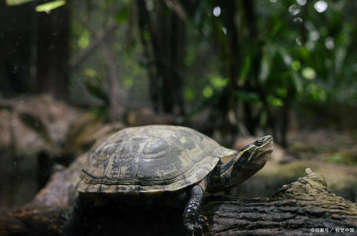 养龟玩繁殖可以赚钱吗,在家创业养龟能赚钱吗