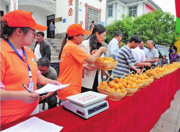 永善县大兴枇杷节,永善枇杷特大果