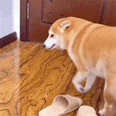 交友聊天第一个表情包,年底回家相亲表情包