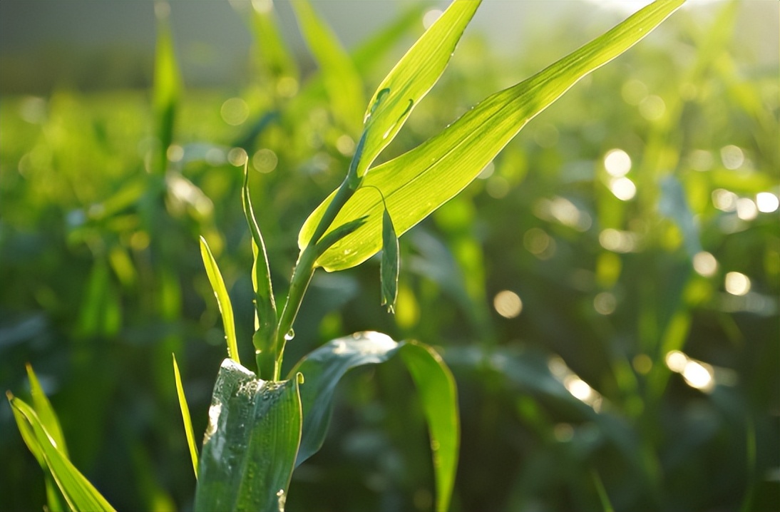 智慧农业前景,智慧农业发展前景及市场分析