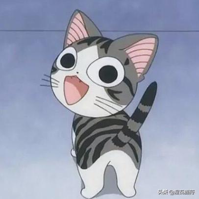 美短棕虎斑成年猫多少钱,美短虎斑猫有白毛领