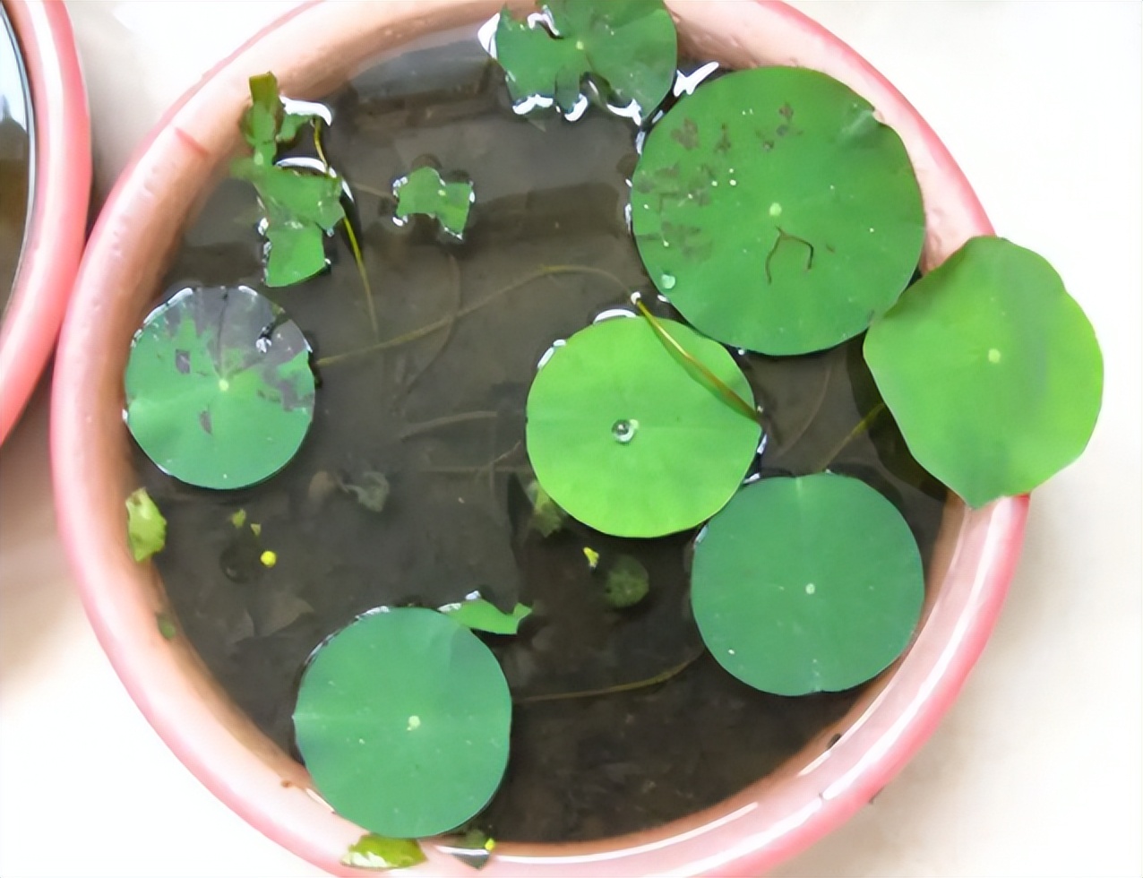 新手碗莲种不好教你一个小技巧,碗莲种藕多久开花