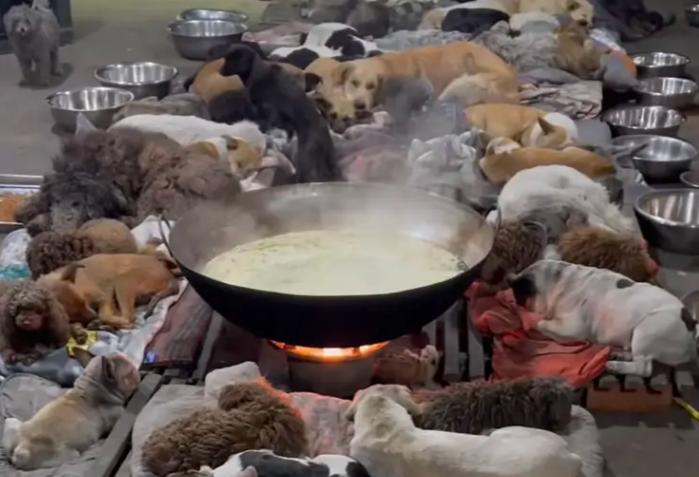 百万网红虐狗事件是真的吗,虐狗事件网红账号被封号