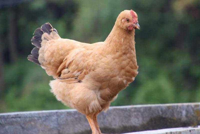 滑液囊支原体用什么药治疗最好,滑液囊支原体经典治疗方案