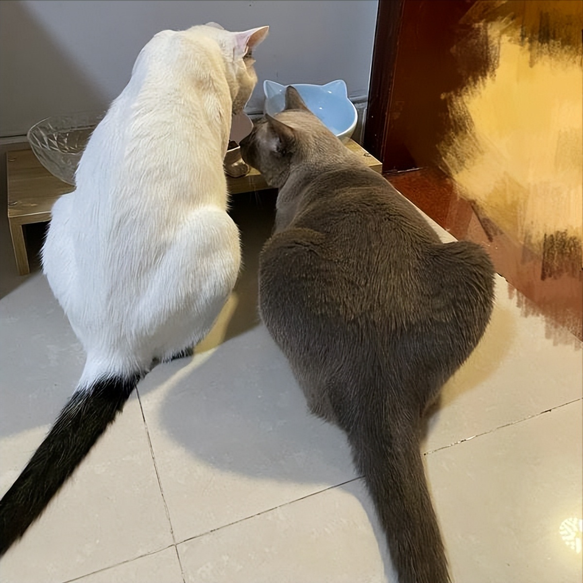 猫咪不长肉是什么问题,猫咪不长肉没精神