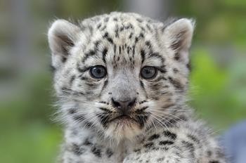 云南农村小伙捡到一只小猫,小伙捡到一只活体小猫