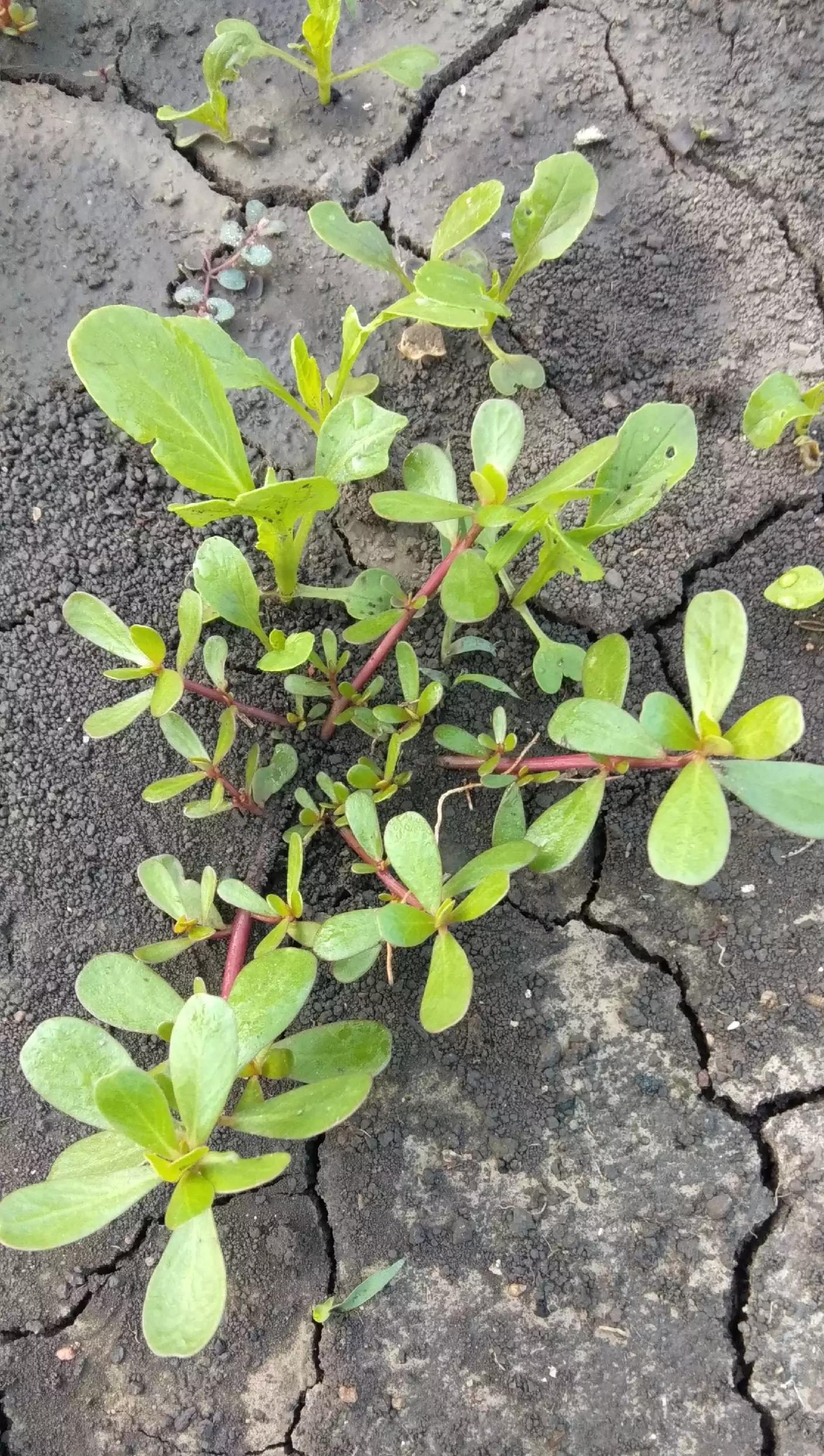 炝拌什锦,凉拌五行菜