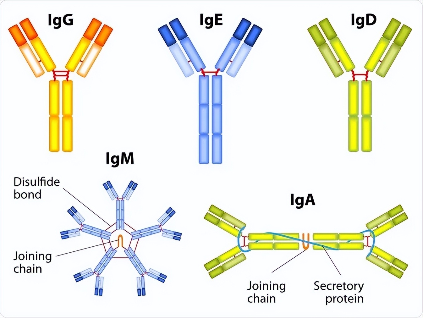打疫苗可能会有什么反应,关于打新冠疫苗的小论文