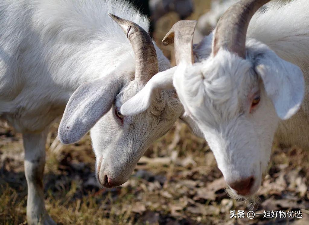 羊绒围巾推荐秋冬高质量,羊绒围巾推荐