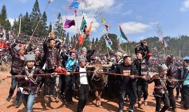 贵州牛王出战三江,牛王昆山所有视频