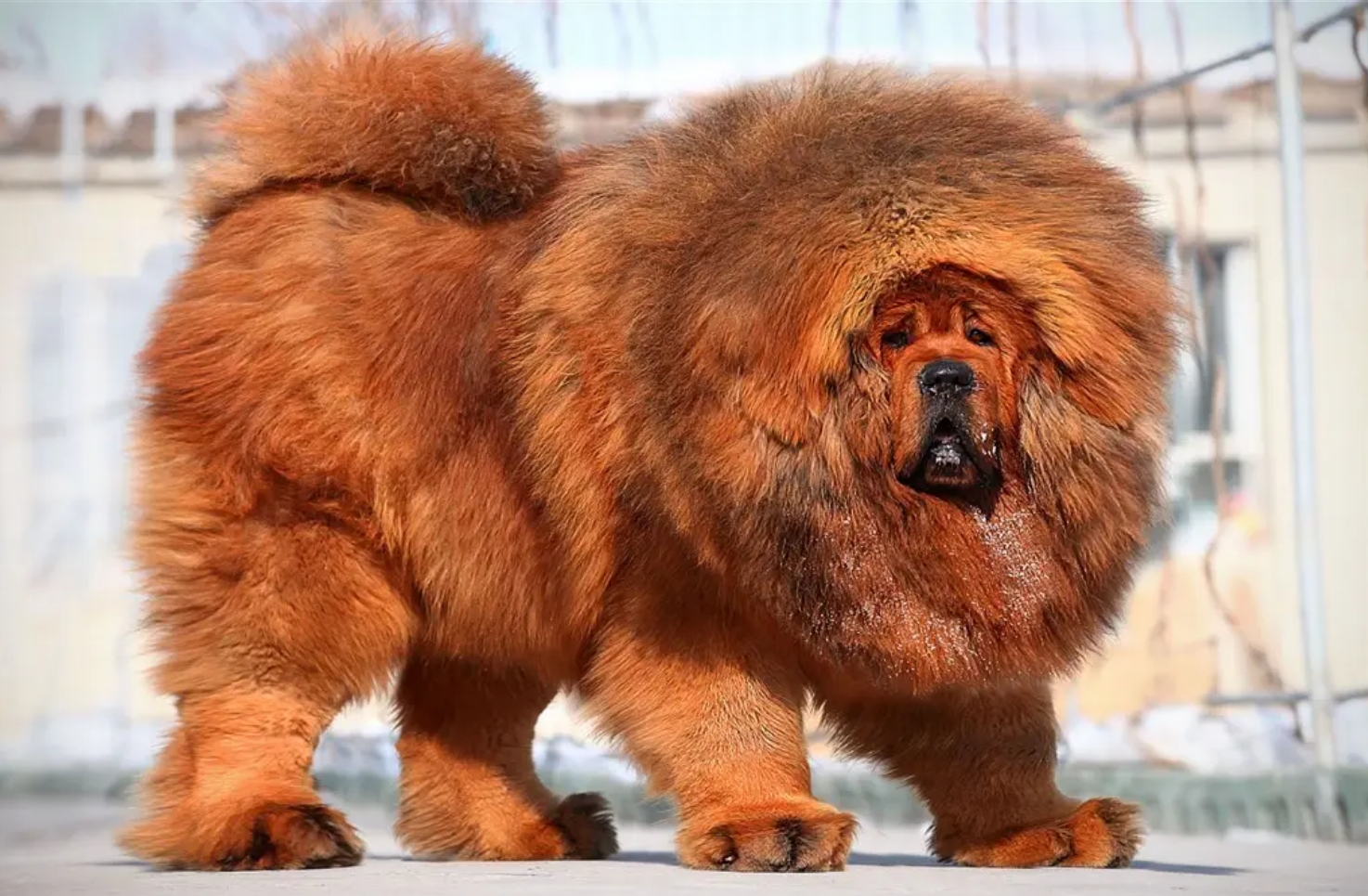 藏獒在猛犬界的地位,曾经火爆的藏獒