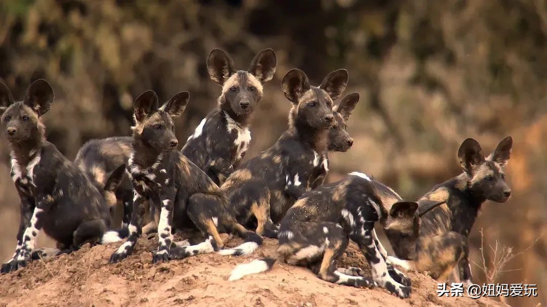 带你真切看人间的宝藏纪录片top10,十一长假适合带孩子看的纪录片