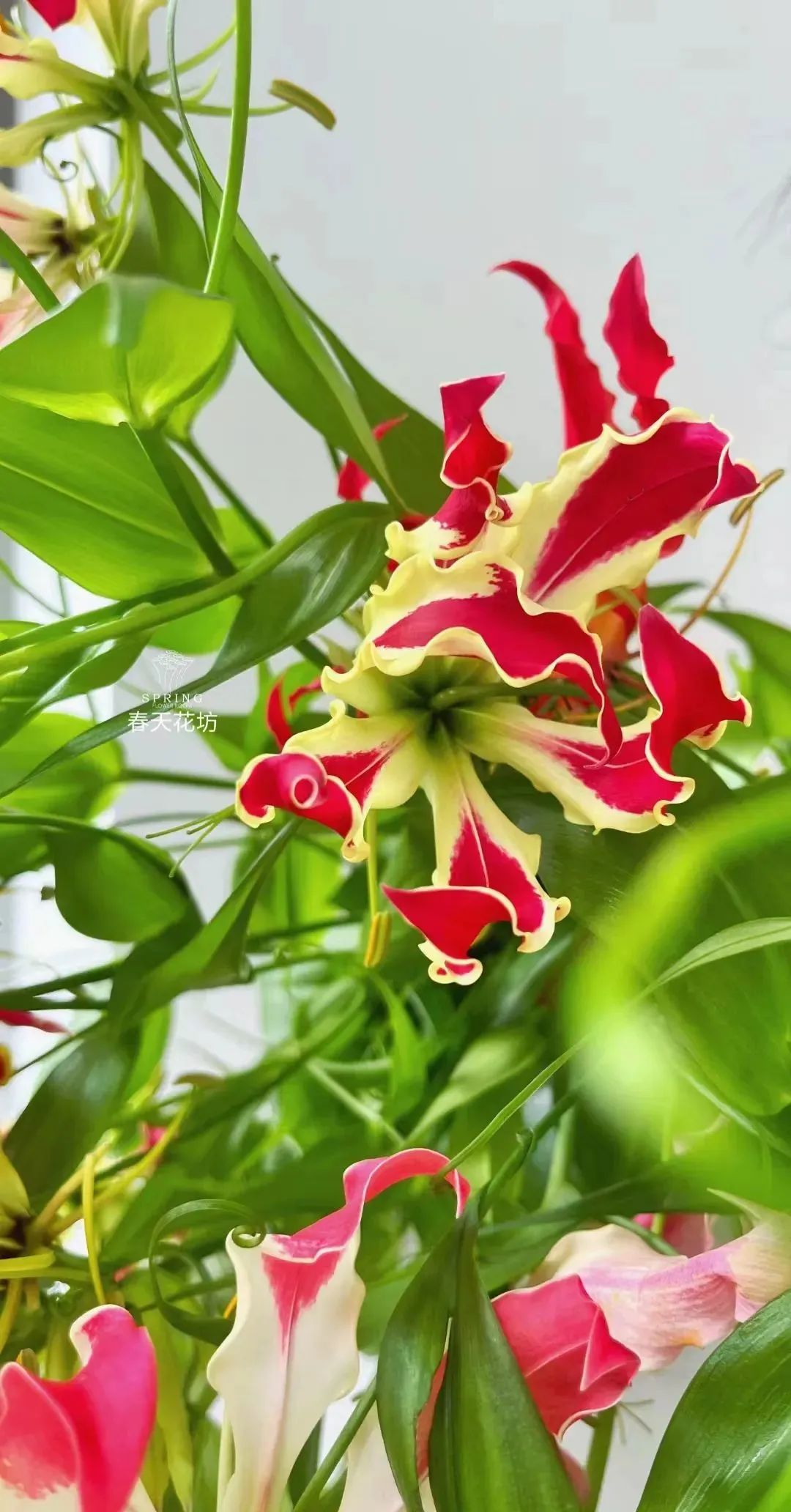 花市上新｜６月的花儿，点燃郫都盛夏色彩