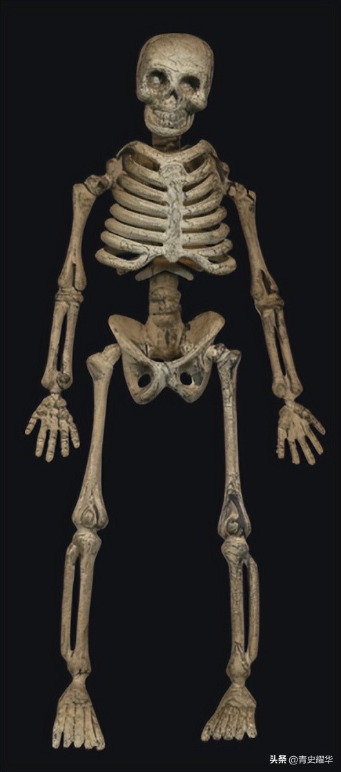 美国动画骷髅,美国关于骷髅的电影动画片