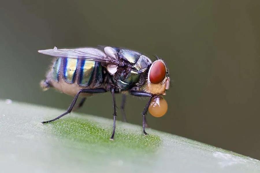 笼养鸟的管理方法,笼养鸟怎样喂养