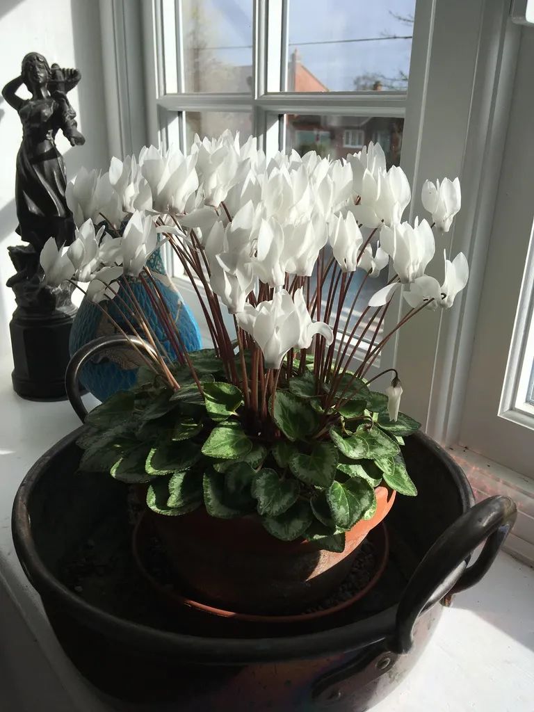 养仙客来花的教程,养仙客来需要的温度