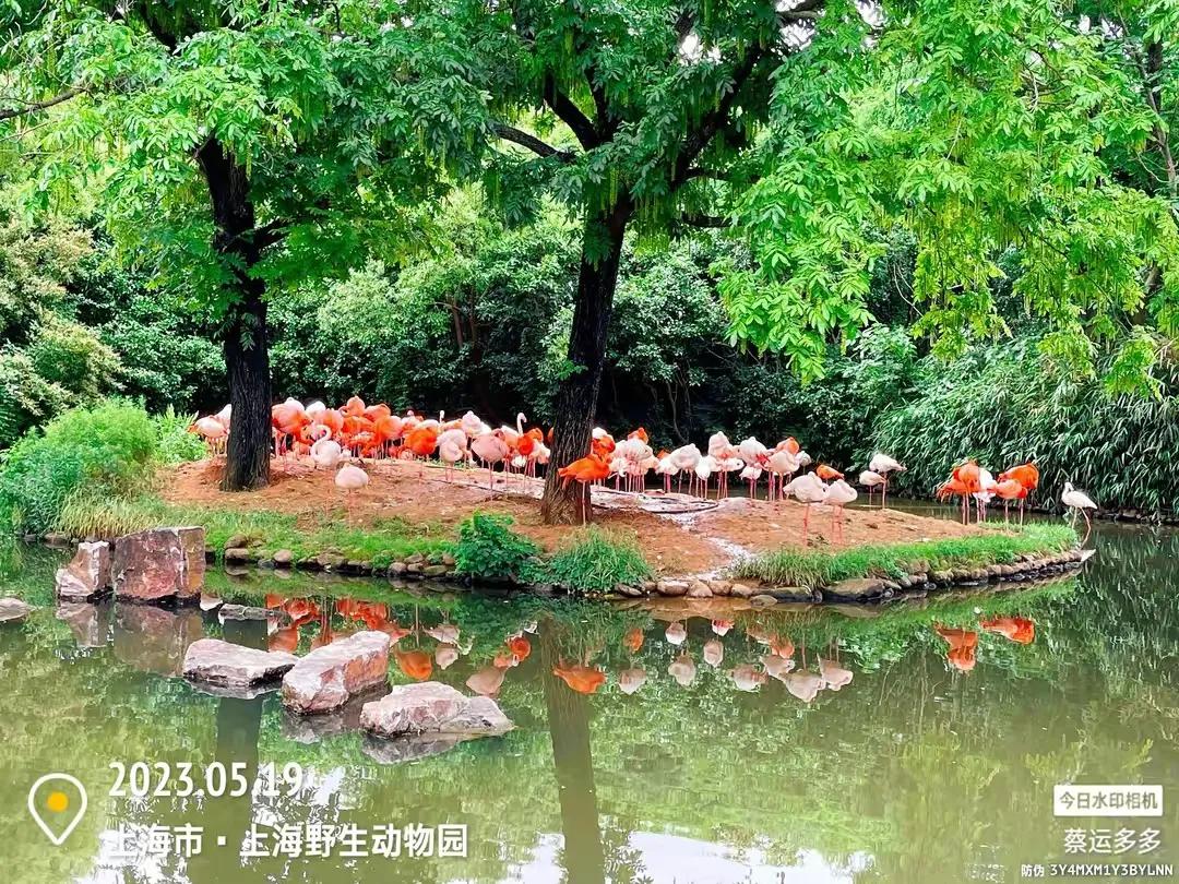 上海野生动物园和上海动物园,上海野生动物园过年营业时间