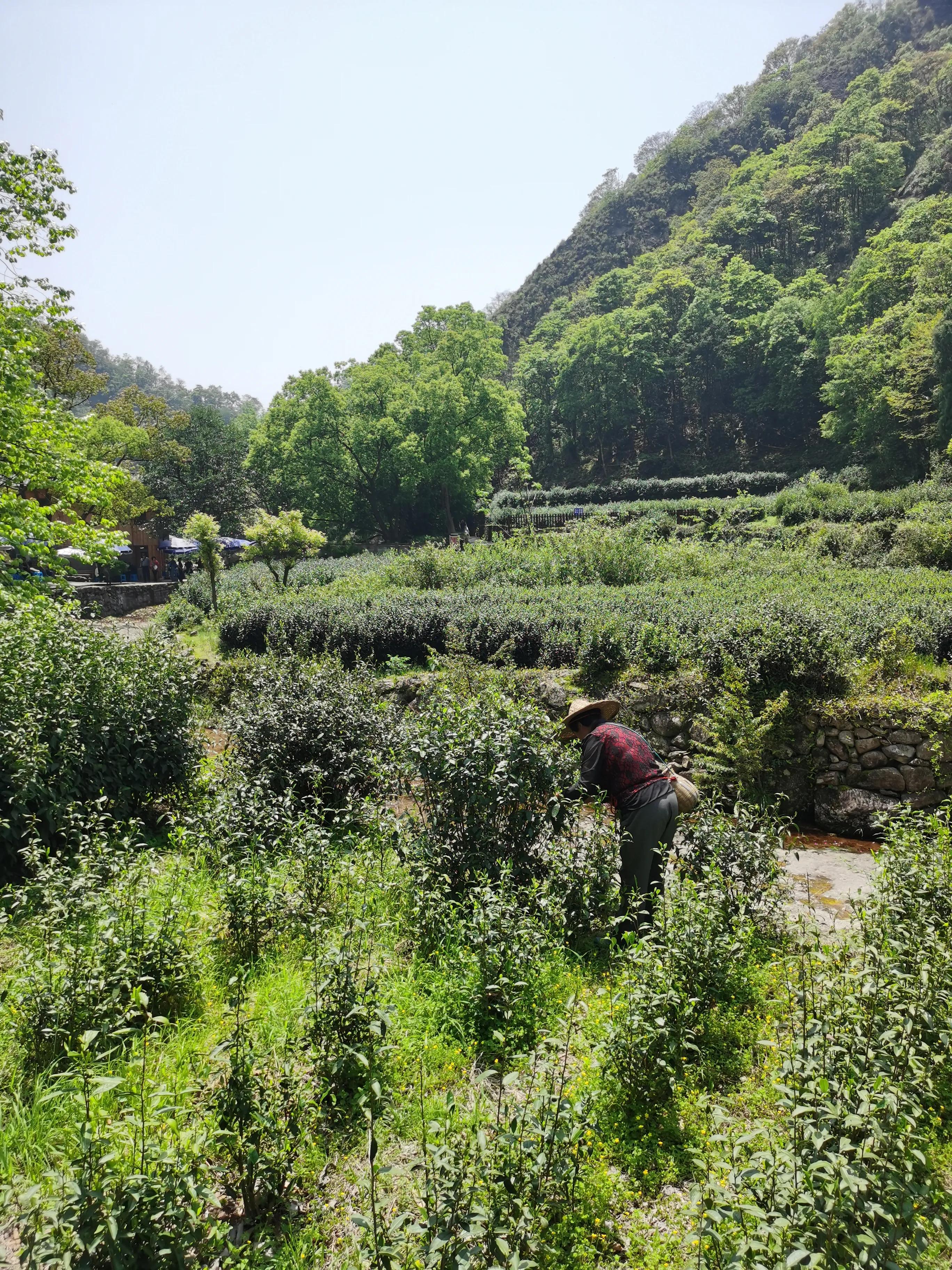 温州雁荡山天下奇秀,雁荡山两日游