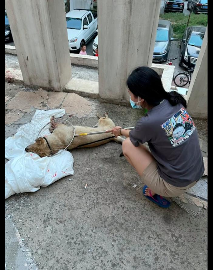 狗从14楼跳下后续救活,狗截肢
