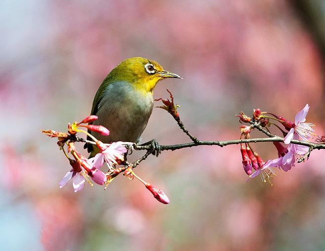 杜甫春夜喜雨前四句图片,杜甫代表作品春夜喜雨