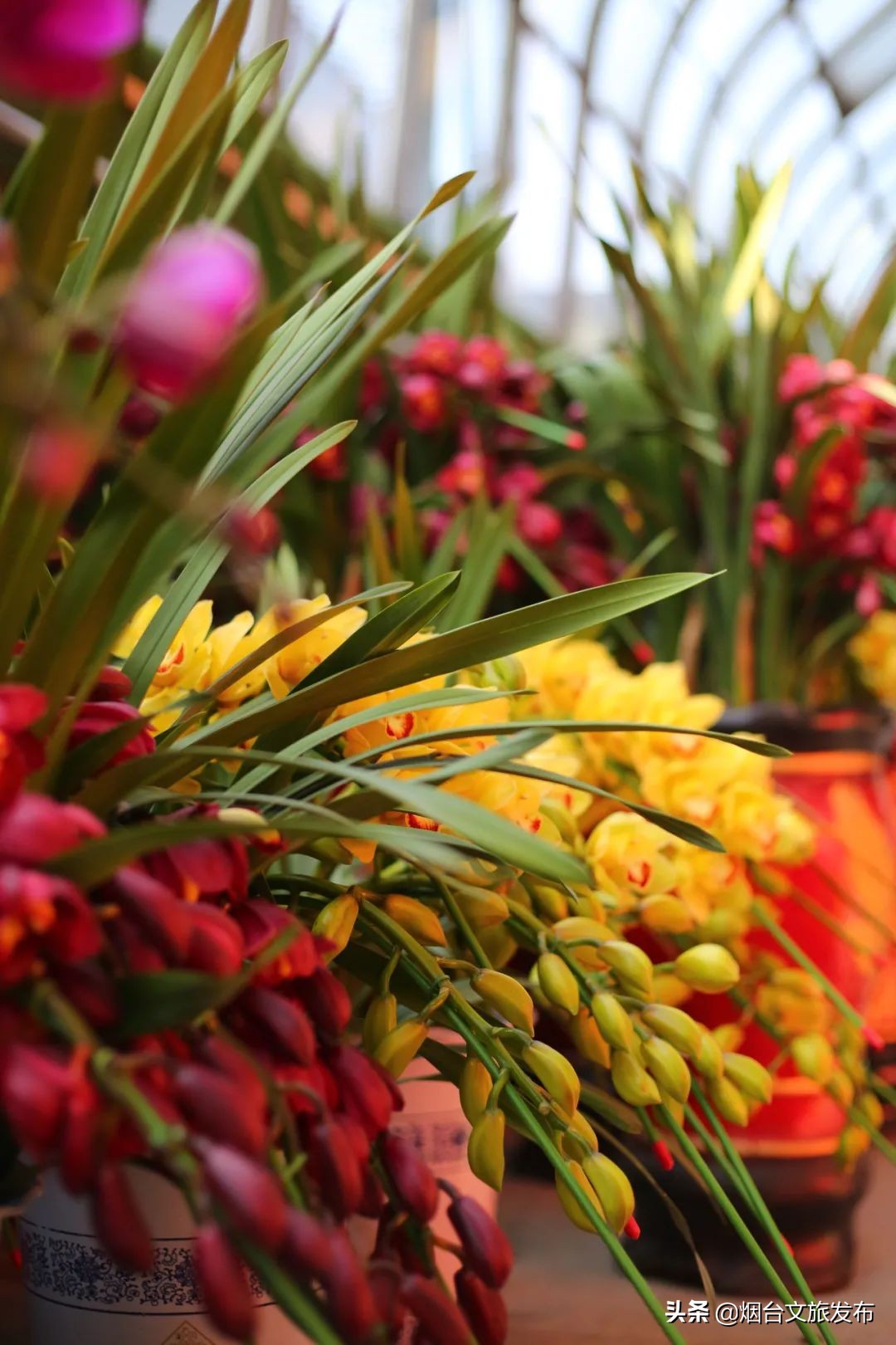 烟台祥和花鸟市场,烟台花鸟市场
