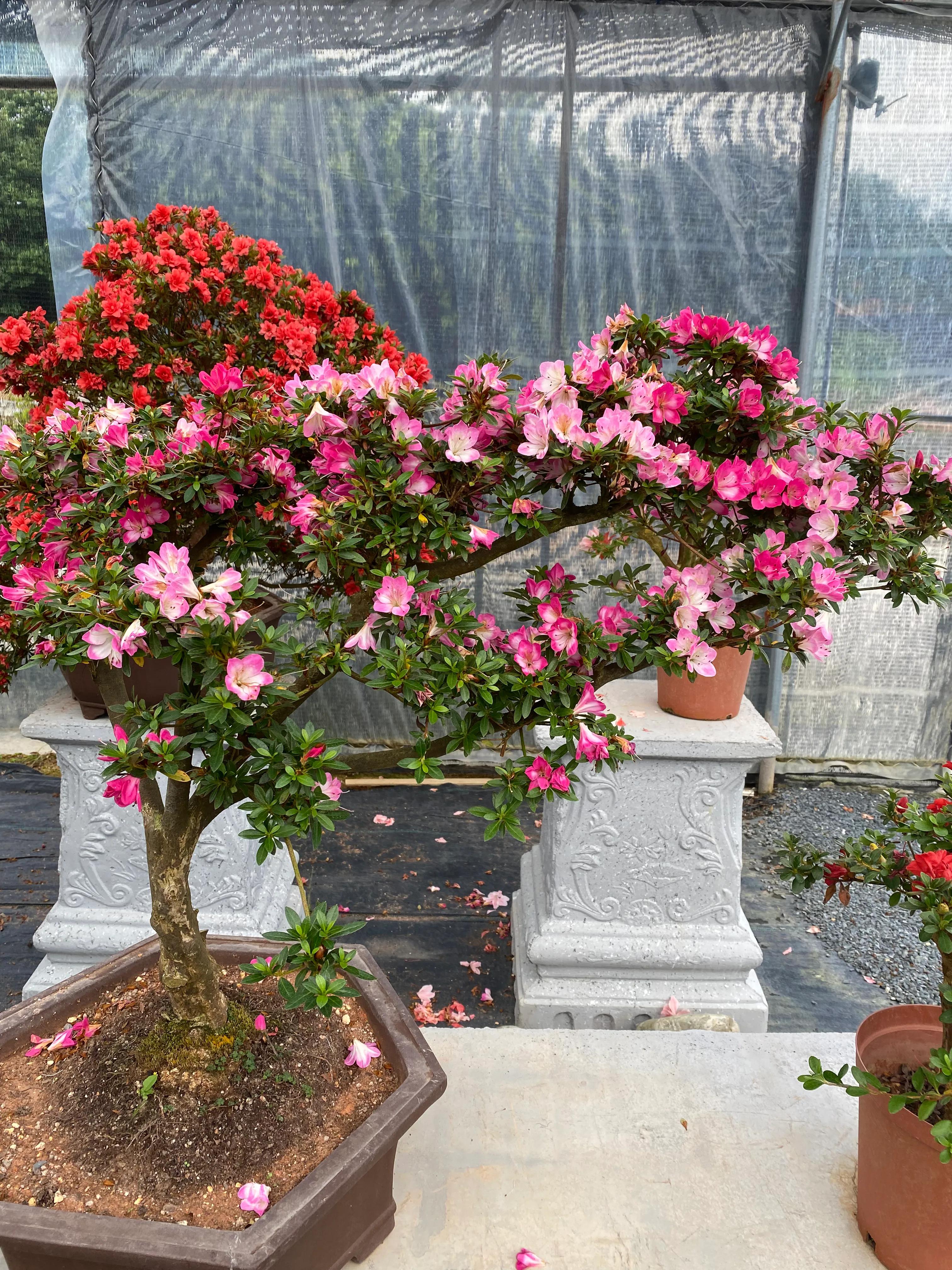 皋月杜鹃花图片大全,皋月杜鹃新品种视频