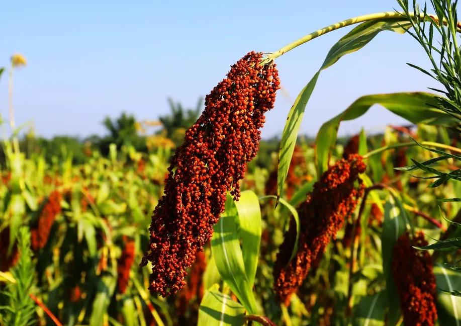 白酒水很深,白酒水味很重怎么办