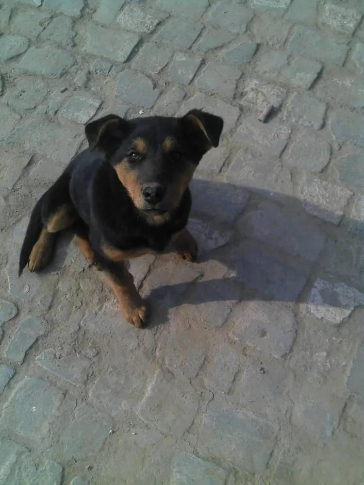 黑狗救主的真实故事,忠犬救主的故事完整版