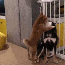 公狗绝育后蛋蛋会退化吗,公狗绝育后体型会变大吗