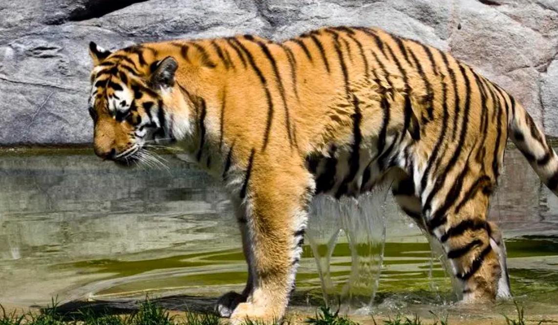 入侵动物生物防治,动物疾病的防治措施有哪些