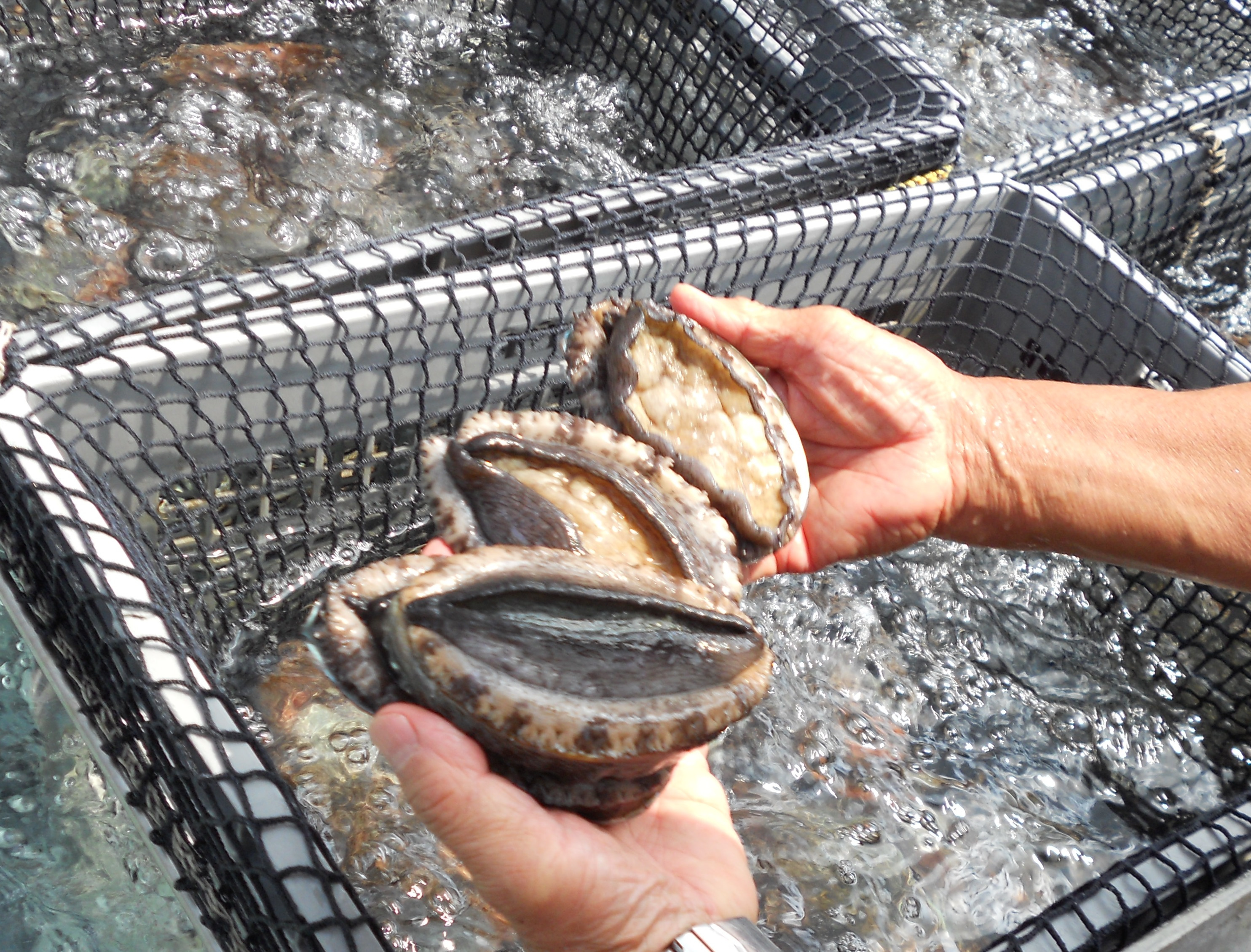 鲍鱼中常见的寄生虫,鲍鱼饲料有毒吗