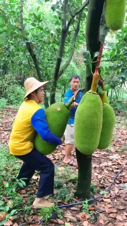 菠萝与凤梨有什么区别,金钻凤梨与菠萝的区别