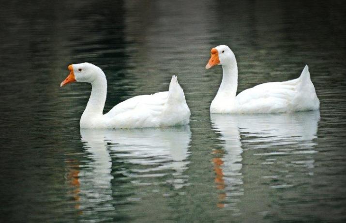 小鹅痛风发作有什么表现,小鹅痛风的发病原因