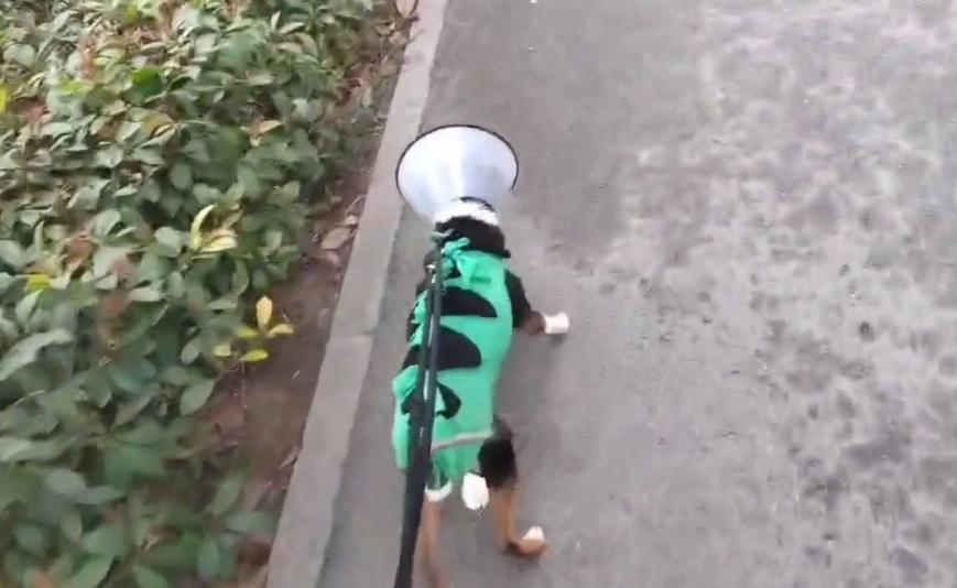 小狗子宫脱垂是什么原因,生小狗胎盘留肚子里了怎么办