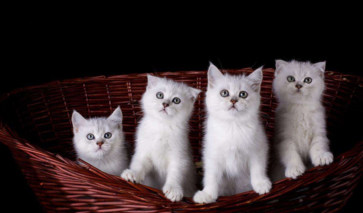 猫咪怀孕的特征的表现,猫咪怀孕的特征有哪些